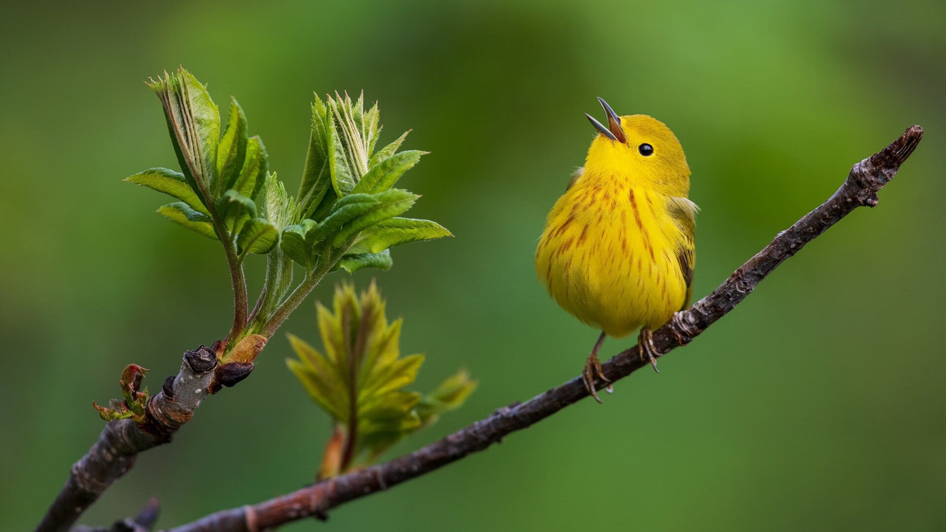 剑指蓝军！巴斯托尼大国际觉醒，奥地利铁蹄踩中切尔西命门