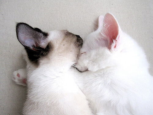 拉什福德爆发,苏格兰粉碎阿根廷!当英伦战歌响彻布宜诺斯艾利斯